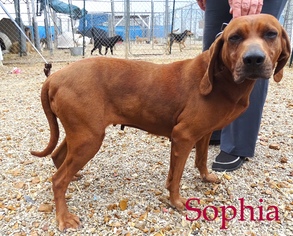 Medium Photo #1 Redbone Coonhound-Unknown Mix Puppy For Sale in Stover, MO, USA