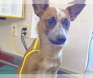 Mutt Dogs for adoption in Sacramento, CA, USA