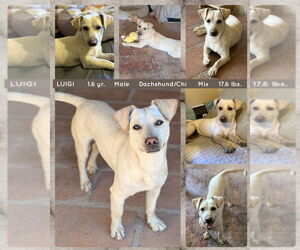 Chiweenie Dogs for adoption in Mesa, AZ, USA