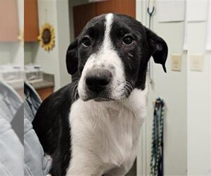 Border Collie-Unknown Mix Dogs for adoption in Santa Cruz, CA, USA