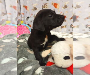 Labrador Retriever-Pembroke Welsh Corgi Mix Dogs for adoption in York, SC, USA