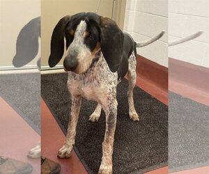 Bluetick Coonhound Dogs for adoption in Westminster, MD, USA