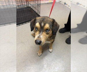 Siberian Husky-Unknown Mix Dogs for adoption in San Bernardino, CA, USA