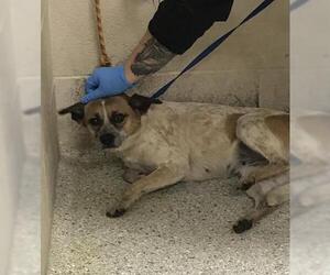 Chihuahua-Unknown Mix Dogs for adoption in Conroe, TX, USA
