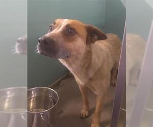 Mutt Dogs for adoption in Camarillo, CA, USA