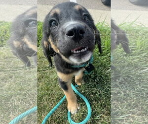 Mutt Dogs for adoption in Germantown, OH, USA