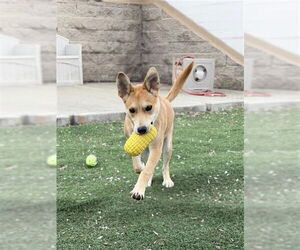 Labrador Retriever-Unknown Mix Dogs for adoption in Fremont, CA, USA