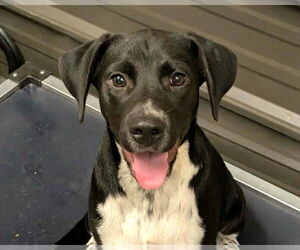 Lab-Pointer Dogs for adoption in Anniston, AL, USA