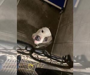 American Pit Bull Terrier-Unknown Mix Dogs for adoption in Stockton, CA, USA