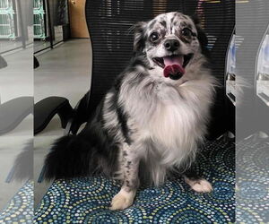 Pomeranian-Unknown Mix Dogs for adoption in Anchorage, AK, USA