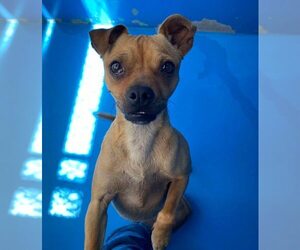 Chug Dogs for adoption in Calgary, Alberta, Canada