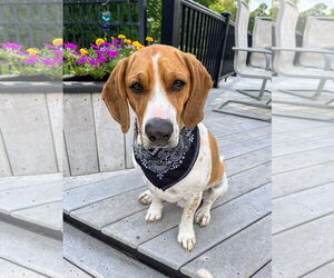 Beagle-Unknown Mix Dogs for adoption in Rockaway, NJ, USA