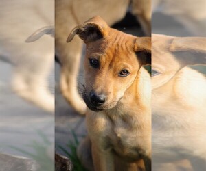 Medium Photo #1 Rhodesian Ridgeback-Unknown Mix Puppy For Sale in Mechanicsburg, PA, USA