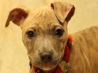 American Pit Bull Terrier Dogs for adoption in Fort Collins, CO, USA