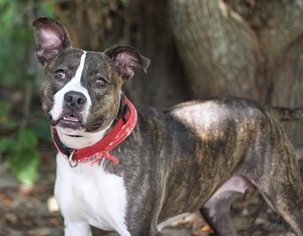 American Staffordshire Terrier-Boxer Mix Dogs for adoption in Pensacola, FL, USA