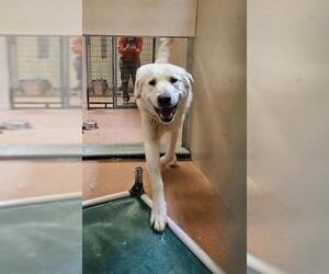 Great Pyrenees Dogs for adoption in Ogden, UT, USA