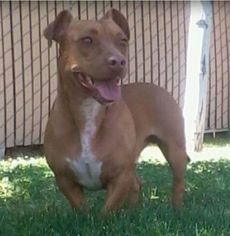 American Pit Bull Terrier-Dachshund Mix Dogs for adoption in Carson City, NV, USA
