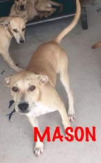 Labrador Retriever-Unknown Mix Dogs for adoption in Waycross, GA, USA