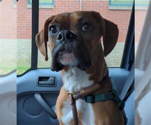 Boxer Dogs for adoption in Springfield, MA, USA