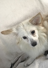 American Eskimo Dog Dogs for adoption in Holly Springs, NC, USA