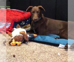 Doberman Pinscher Dogs for adoption in Wadena, MN, USA