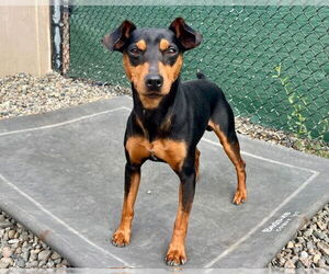 Miniature Pinscher Dogs for adoption in Santa Cruz, CA, USA