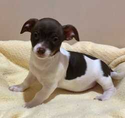 Jack Russell Terrier-Unknown Mix Dogs for adoption in Woodstock, GA, USA