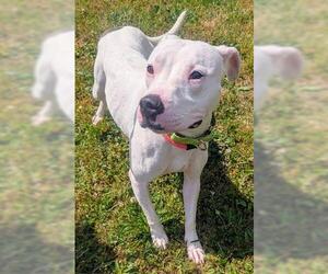 Mutt Dogs for adoption in Akron, OH, USA