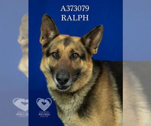 German Shepherd Dog Dogs for adoption in Stockton, CA, USA