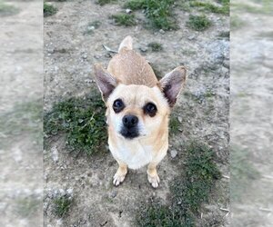 Chihuahua Dogs for adoption in Ojai, CA, USA