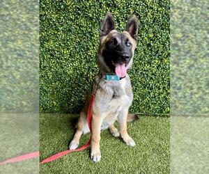 German Shepherd Dog Dogs for adoption in Naples, FL, USA