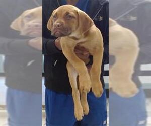 Mutt Dogs for adoption in Oklahoma City, OK, USA