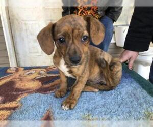 Chiweenie Dogs for adoption in Waldron, AR, USA