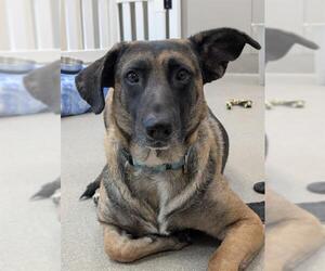 German Shepherd Dog-Unknown Mix Dogs for adoption in Las Vegas, NV, USA