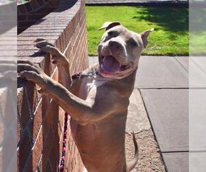 American Pit Bull Terrier-Unknown Mix Dogs for adoption in Englewood, CO, USA