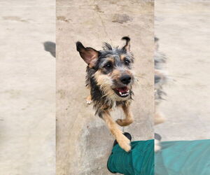 Border Terrier-Unknown Mix Dogs for adoption in Oak Bluffs, MA, USA