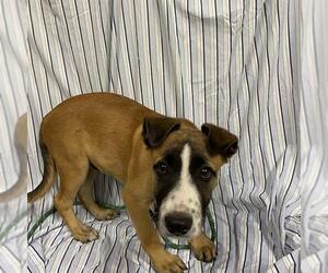 Mutt Dogs for adoption in Modesto, CA, USA
