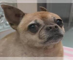 Pug-Unknown Mix Dogs for adoption in Plano, TX, USA