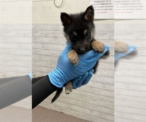 German Shepherd Dog-Unknown Mix Dogs for adoption in San Bernardino, CA, USA