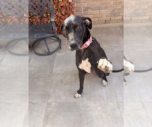 Great Dane Dogs for adoption in Bullard, TX, USA