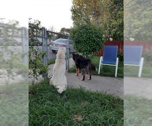 Siberian Husky Dogs for adoption in danville, CA, USA