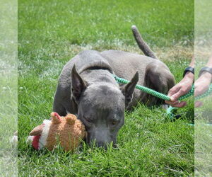 American Staffordshire Terrier-Weimaraner Mix Dogs for adoption in Huntley, IL, USA
