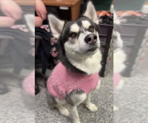 Siberian Husky-Unknown Mix Dogs for adoption in Bemidji, MN, USA