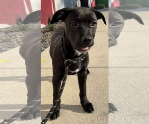 Mutt Dogs for adoption in Sanford, FL, USA