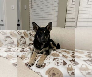 German Shepherd Dog Dogs for adoption in Sebec, ME, USA