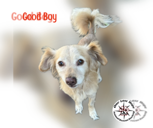 Spaniel-Unknown Mix Dogs for adoption in Princeton, British Columbia, Canada