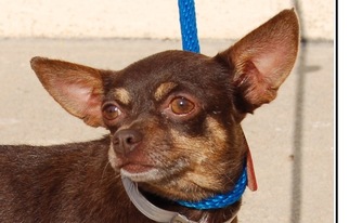 Chihuahua Dogs for adoption in Stanhope, NJ, USA