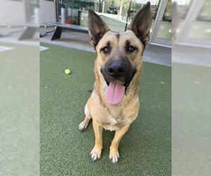 German Shepherd Dog Dogs for adoption in San Martin, CA, USA