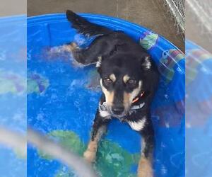 Australian Kelpie-Unknown Mix Dogs for adoption in Plover, WI, USA