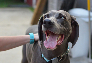Weimaraner Dogs for adoption in Silver Spring, MD, USA